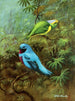 Tangara van Costa Rica en mooie cotinga - Allan Brooks — weergave van het kunstwerk