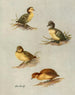 jonge wollige eend met witte ogen, van de morillon eend, van de milouinan eend, van de kleine eend - Allan Brooks — weergave van het kunstwerk