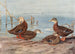 Zwart eend uit Florida Mexicaanse eend - Allan Brooks — weergave van het kunstwerk