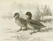 Eend met vlekken - Allan Brooks — weergave van het kunstwerk