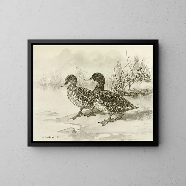 Eend met vlekken - Allan Brooks — ingelijst kunstwerk aan de muur