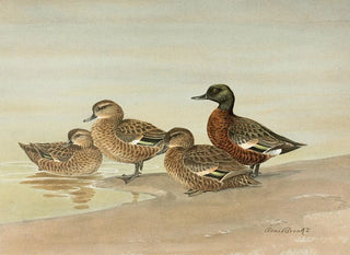 Allan Brooks - Gray Teal ChestnutBreasted Teal.webp