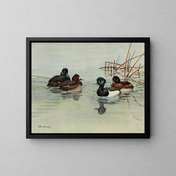 Fuligule van Nieuw-Zeeland - Allan Brooks — ingelijst kunstwerk aan de muur