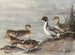 Eend pilet Chileens - Allan Brooks — weergave van het kunstwerk
