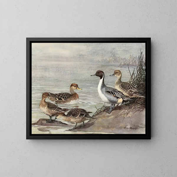 Eend pilet Chileens - Allan Brooks — ingelijst kunstwerk aan de muur