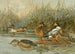 Eend Souchet - Allan Brooks — weergave van het kunstwerk