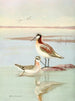 Phalarope de Wilson - Allan Brooks — weergave van het kunstwerk