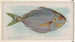Poisson-butter - Allen Ginter — weergave van het kunstwerk