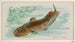 Poisson-chat - Allen Ginter — weergave van het kunstwerk