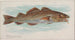 Kabeljauw - Allen Ginter — weergave van het kunstwerk