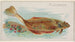 Plie - Allen Ginter — weergave van het kunstwerk