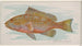 Grouper - Allen Ginter — weergave van het kunstwerk