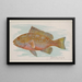 Grouper - Allen Ginter — ingelijst kunstwerk aan de muur