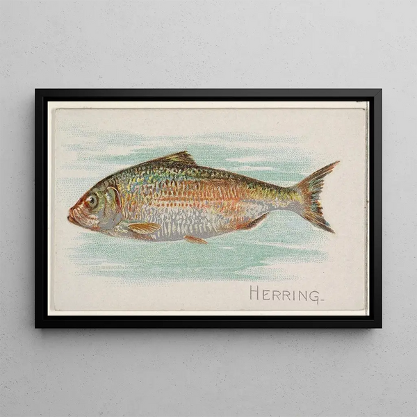 Allen Ginter - Herring.webp