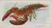 Homard - Allen Ginter — weergave van het kunstwerk