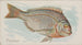 Porgy - Allen Ginter — weergave van het kunstwerk