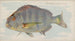 Sheepshead - Allen Ginter — weergave van het kunstwerk