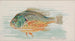 Zeepaardje - Allen Ginter — weergave van het kunstwerk