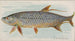 Tarpon - Allen Ginter — weergave van het kunstwerk