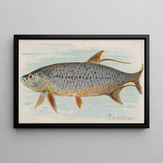 Allen Ginter - Tarpon.webp
