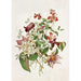 Clematis - Alois Lunzer — weergave van het kunstwerk