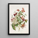 Clematis - Alois Lunzer — ingelijst kunstwerk aan de muur