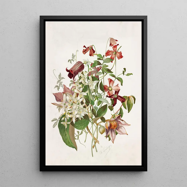 Alois Lunzer - Clematis.webp