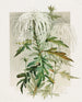 Chrysanthemum Medusa - Alois Lunzer — weergave van het kunstwerk