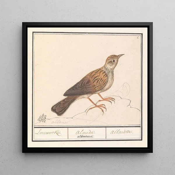 Alouette Alaudidae - Anselmus Botius de Boodt