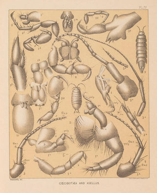 Alpheus Spring Packard - The cave fauna of North America Pl 04.webp