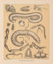 De fauna van de grotten van Noord-Amerika Pl 09 - Alpheus Spring Packard — weergave van het kunstwerk