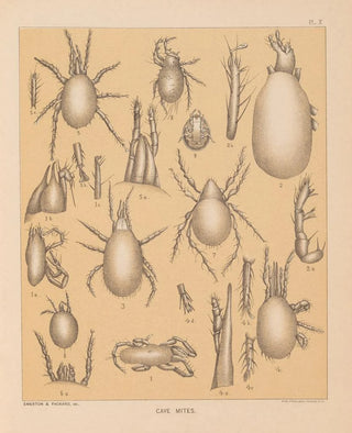 Alpheus Spring Packard - The cave fauna of North America Pl 10.webp