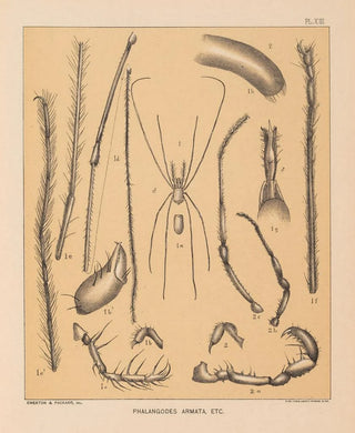 Alpheus Spring Packard - The cave fauna of North America Pl 13.webp