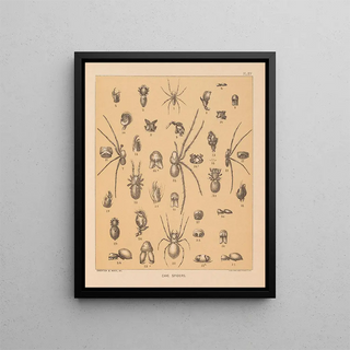 Alpheus Spring Packard - The cave fauna of North America Pl 15.webp