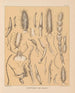De fauna van de grotten van Noord-Amerika Pl 19 - Alpheus Spring Packard — weergave van het kunstwerk