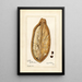 Reproductie van het schilderij Adansonia digitata - Amanda Almira Newton