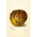 Annona reticulata - Amanda Almira Newton — weergave van het kunstwerk
