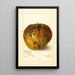 Annona reticulata - Amanda Almira Newton — ingelijst kunstwerk aan de muur