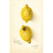 Citrus aurantiifolia - Amanda Almira Newton — weergave van het kunstwerk