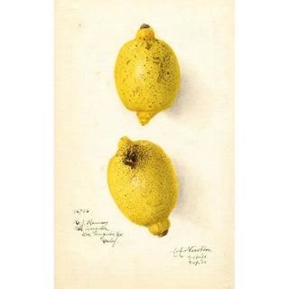 Amanda Almira Newton - Citrus aurantiifolia.webp