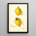 Citrus aurantiifolia - Amanda Almira Newton — ingelijst kunstwerk aan de muur