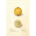 Citrus aurantiifolia Giant - Amanda Almira Newton — weergave van het kunstwerk