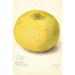 Reproductie van het schilderij Citrus grandis 11668 Large - Amanda Almira Newton