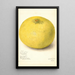 Reproductie van het schilderij Citrus grandis 11668 Large - Amanda Almira Newton