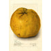 Citrus grandis Alamoen - Amanda Almira Newton — weergave van het kunstwerk