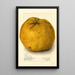Citrus grandis Alamoen - Amanda Almira Newton — ingelijst kunstwerk aan de muur