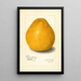 Reproductie van het schilderij Citrus grandis Chinese - Amanda Almira Newton