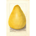 Citrus grandis Chinese Shaddock - Amanda Almira Newton — weergave van het kunstwerk