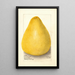 Citrus grandis Chinese Shaddock - Amanda Almira Newton — ingelijst kunstwerk aan de muur