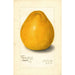 Reproductie van het schilderij Citrus grandis Chinese - Amanda Almira Newton